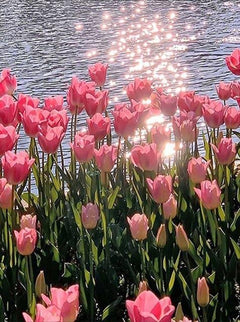 Diamantmalerei Rosa Tulpe - SEOS Shop ®
