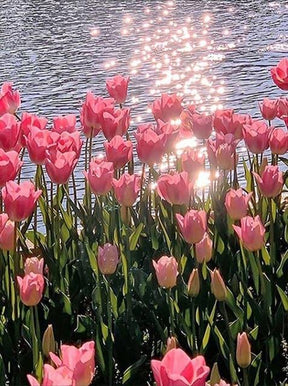 Diamantmalerei Rosa Tulpe - SEOS Shop ®