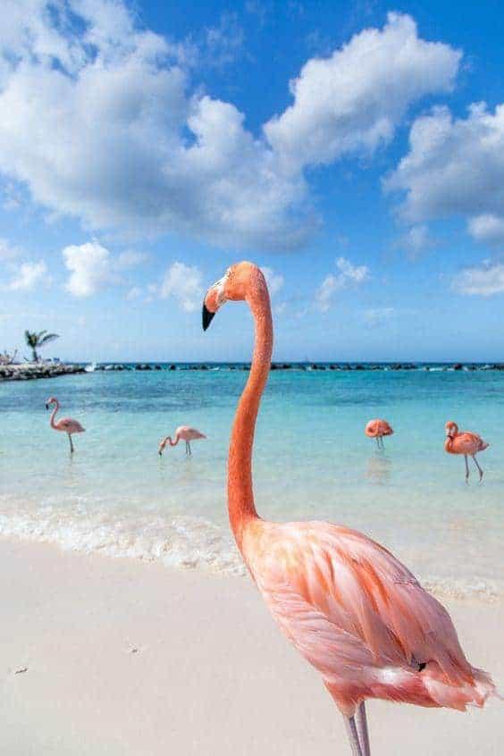 Diamantmalerei Flamingos am Strand - SEOS Shop ®