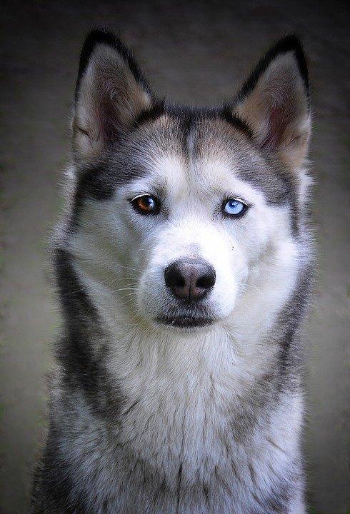 Diamond Painting Husky mit Hundeaugen - SEOS Shop ®