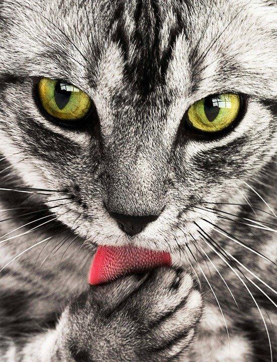 Diamond Painting Katze leckt Hand - SEOS Shop ®