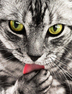 Diamond Painting Katze leckt Hand - SEOS Shop ®