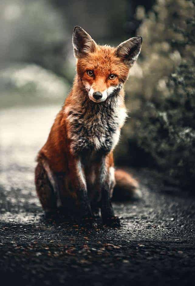 Diamantmalerei Kleiner Fuchs - SEOS Shop ®