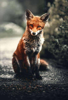 Diamond Painting Kleiner Fuchs - SEOS SHOP