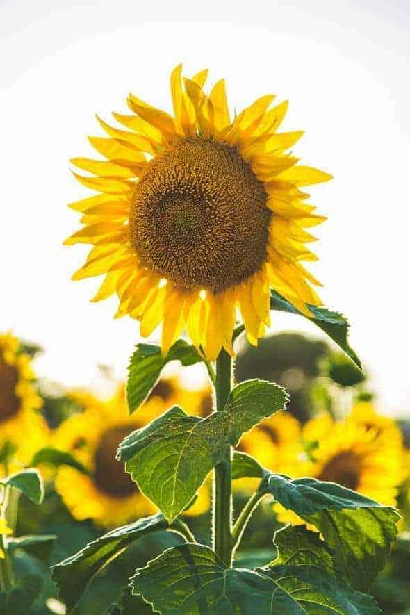Diamantmalerei Schöne Sonnenblume - SEOS Shop ®