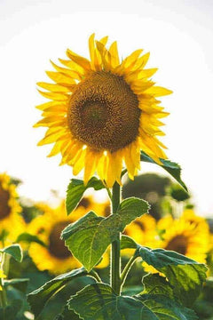 Diamantmalerei Schöne Sonnenblume - SEOS Shop ®