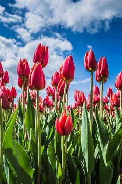 Diamantmalerei Rote Tulpen - SEOS Shop ®