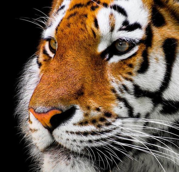 Diamantmalerei Tiger für Erwachsene - SEOS Shop ®