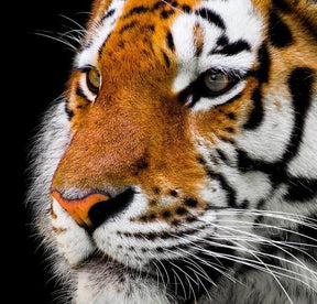 Diamantmalerei Tiger für Erwachsene - SEOS Shop ®