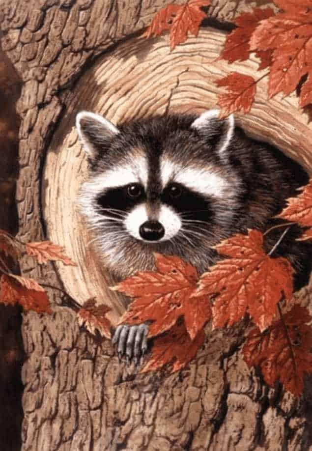 Diamond Painting Waschbär im Baum - SEOS Shop ®