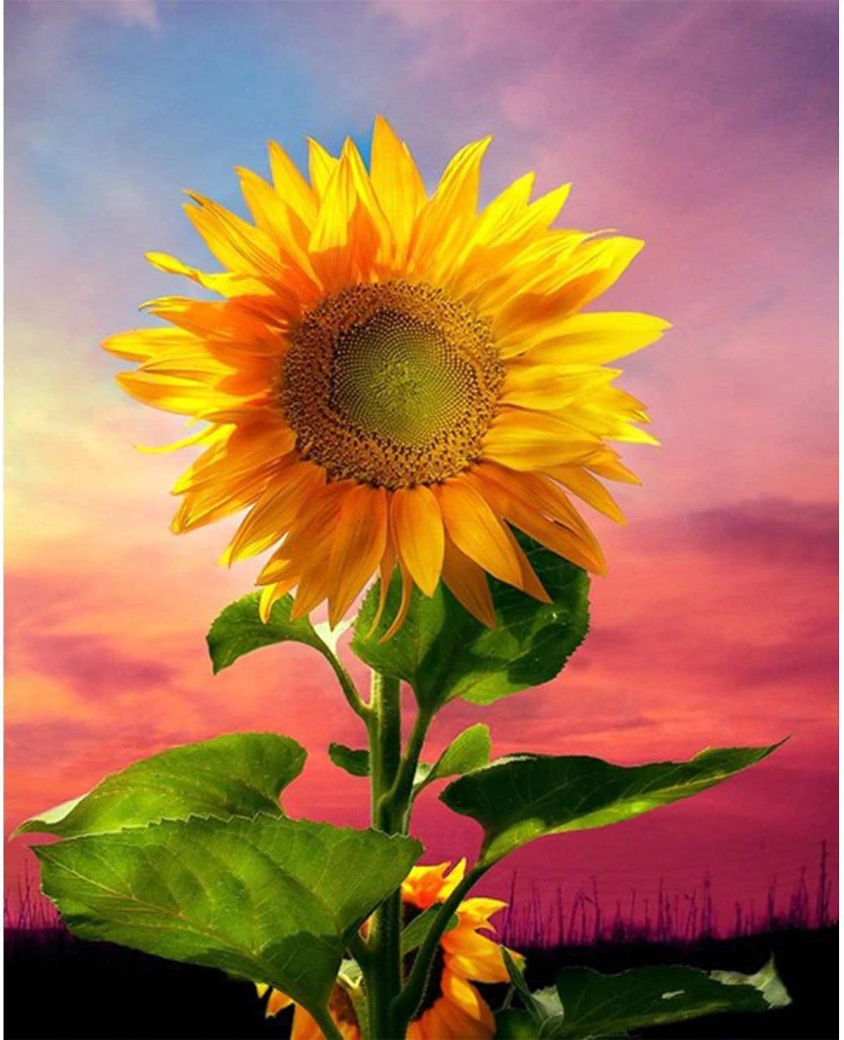 Diamantmalerei - Sonnenblume im Feld - SEOS Shop ® 