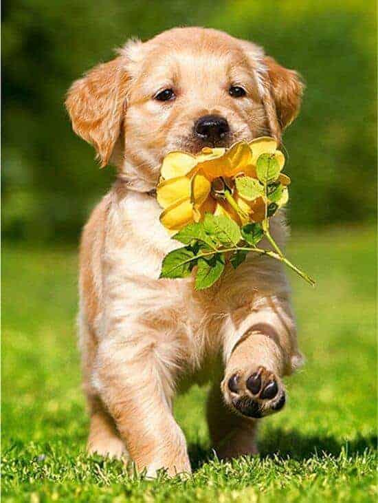 Diamond painting Labradorwelpe mit einer Blume - Vollständig - SEOS Shop®