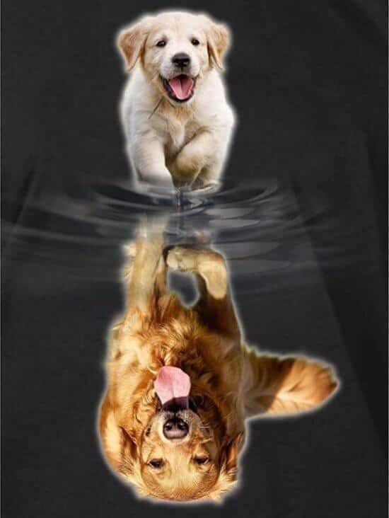 Diamond Painting Labrador Welpe zu Erwachsen - SEOS Shop®