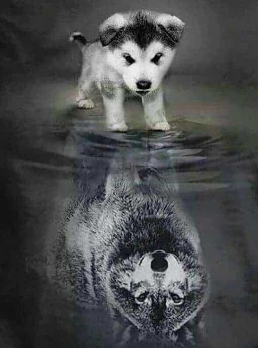 Diamantmalerei Wolfsjunges im Spiegelbild – SEOS Shop ®